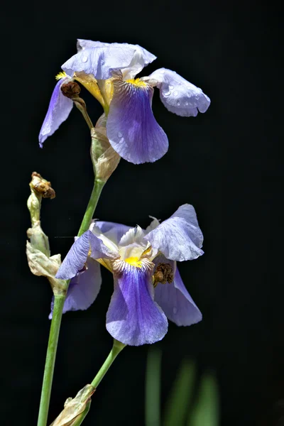 Iris tectorum — Stock Photo, Image