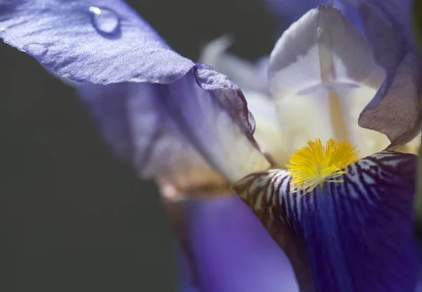 Iride tectorum — Foto Stock