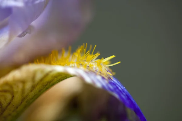 Iris tectorum — Foto de Stock