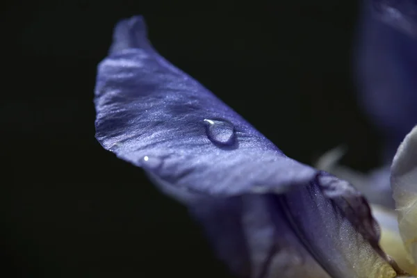 Iris tectorum — Stockfoto