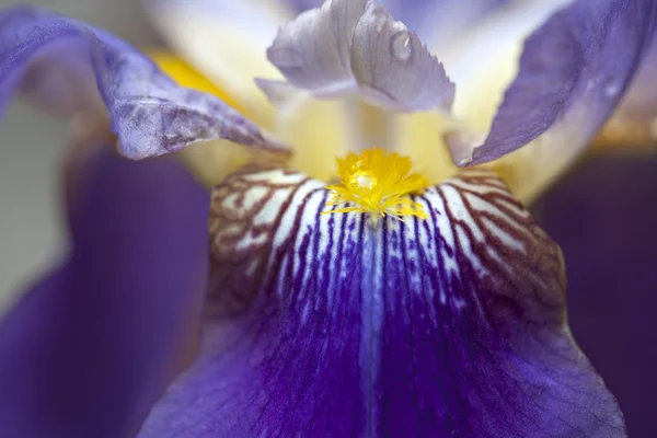 Iride tectorum — Foto Stock