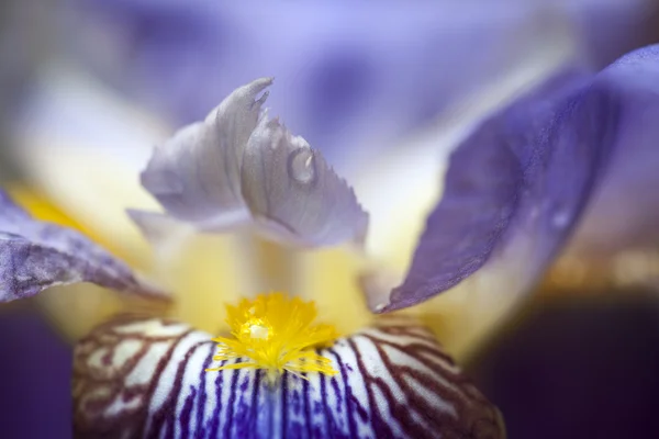 Iris tectorum — Stockfoto