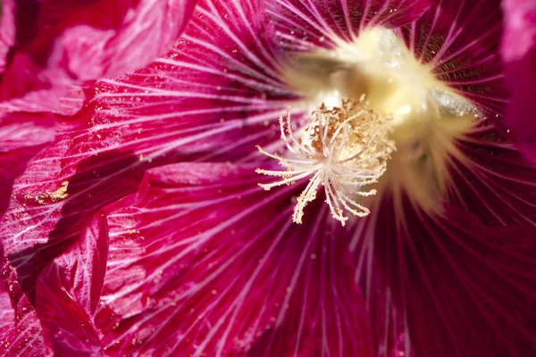 Hollyhock flower — Stock Photo, Image