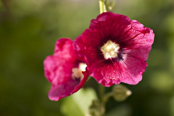 Hollyhock flower — Stock Photo, Image