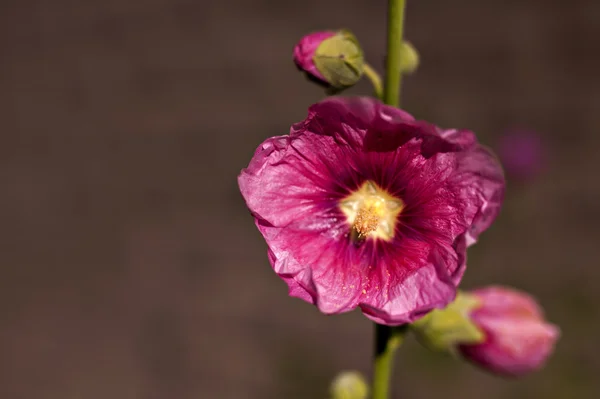 Hollyhock flower — Stock Photo, Image