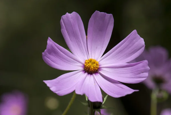 Calliopsis — Fotografia de Stock