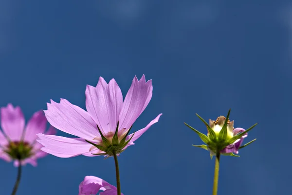 Calliopsis — 스톡 사진