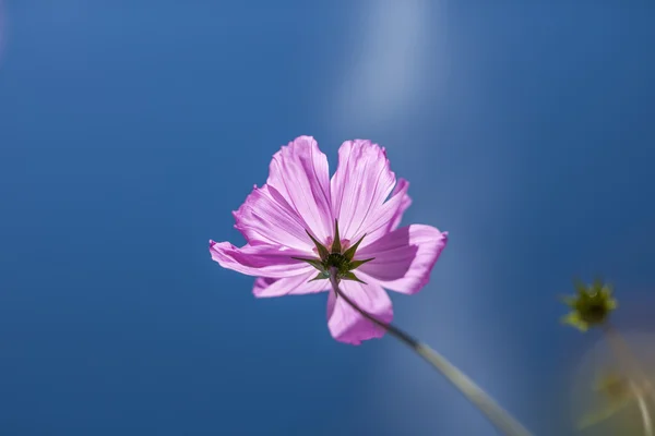 Calliopsis — Fotografia de Stock