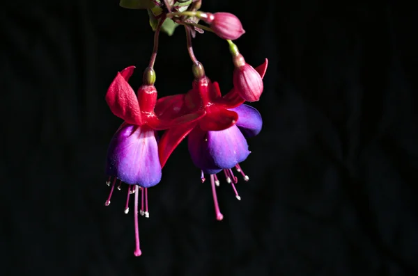 Fuchsia flower — Stock Photo, Image