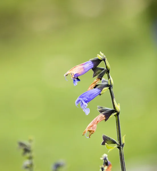 Salvia miltiorrhiza Blüten — Stockfoto