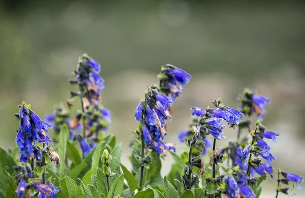 Salvia miltiorrhiza flowers — Stock Photo, Image