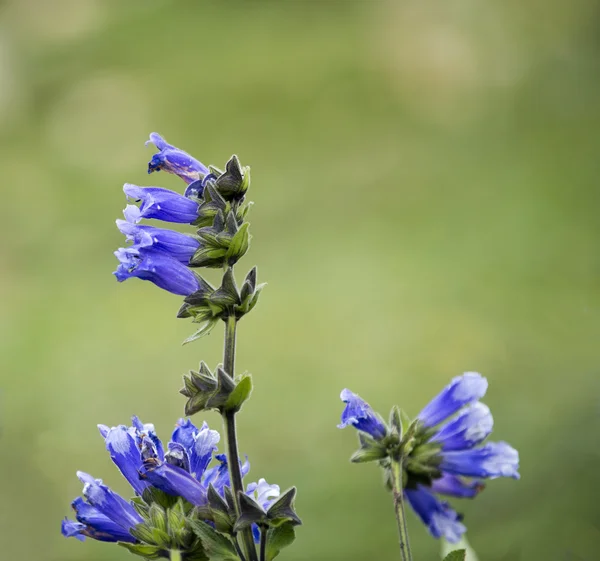 Salvia miltiorrhiza flowers — Stock Photo, Image