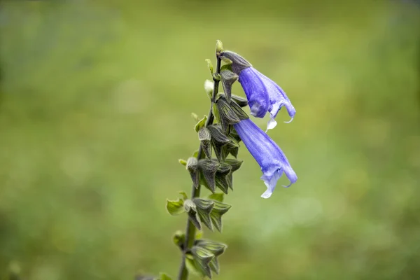 サルビアの及ぼす作用の花 — ストック写真