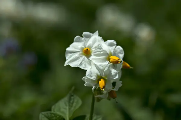 Plant — Stockfoto