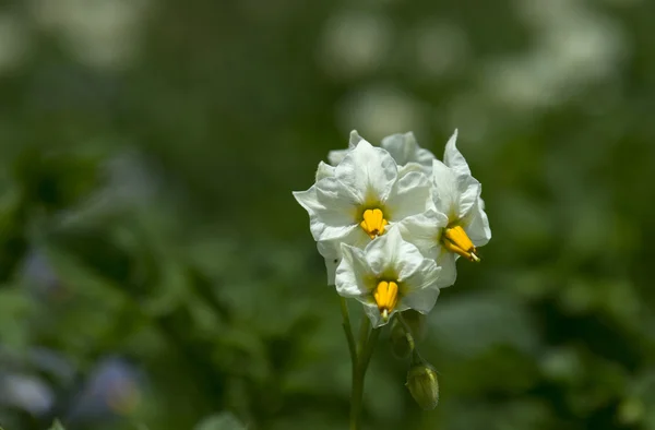 Planta — Foto de Stock