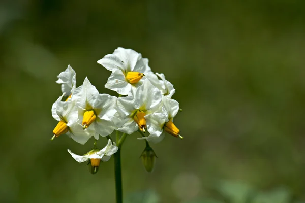 Plant — Stockfoto