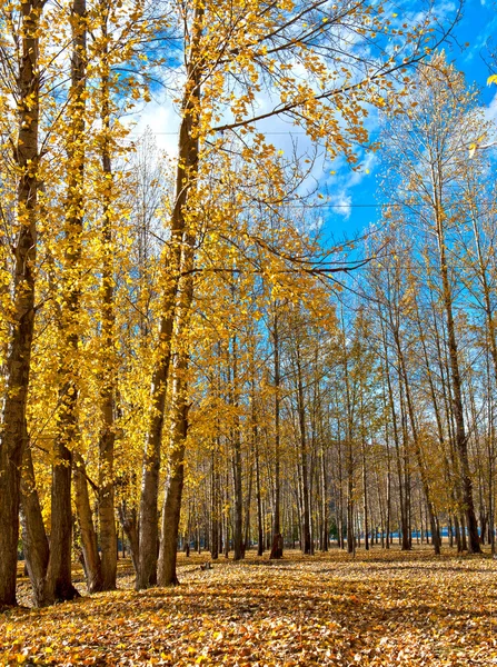 Landscape — Stock Photo, Image