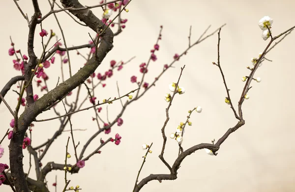 植物 — ストック写真