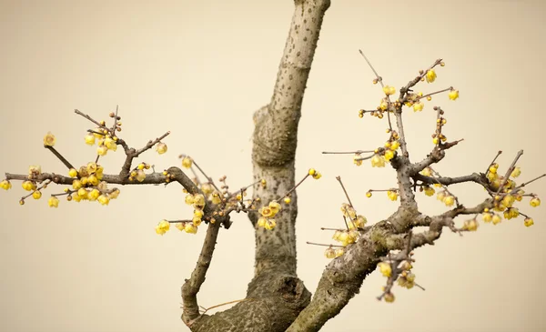 Plant — Stock Photo, Image