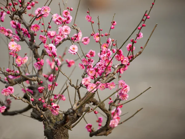 Plant — Stock Photo, Image