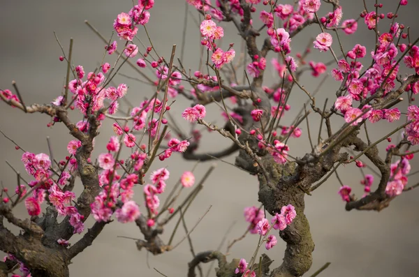 Plant — Stockfoto