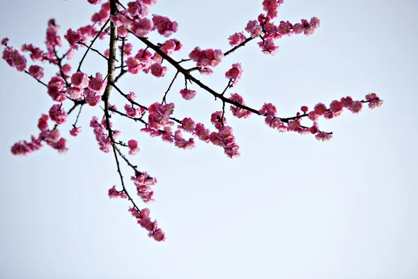 Plant — Stock Photo, Image