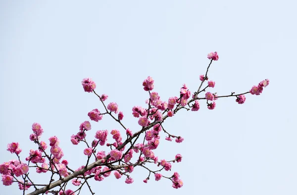 植物 — ストック写真