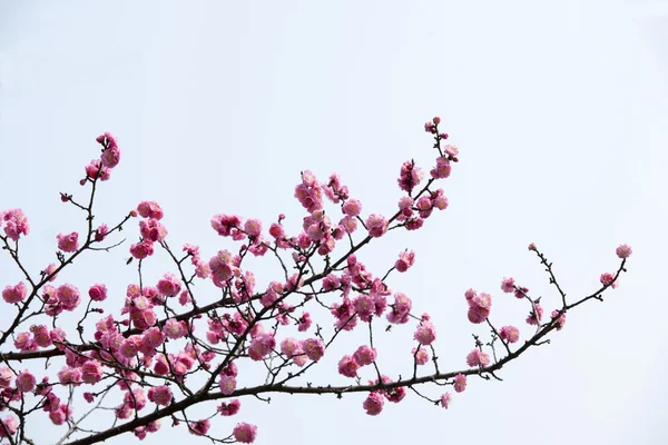 植物 — ストック写真