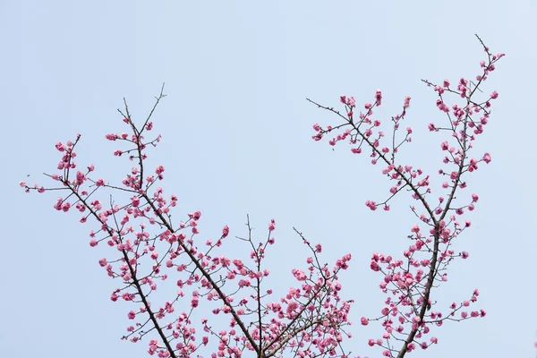 植物 — ストック写真