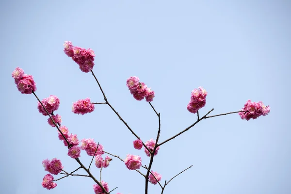 Plant — Stockfoto