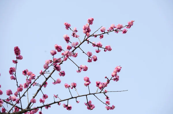 Plant — Stock Photo, Image