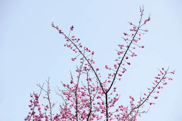 植物 — ストック写真