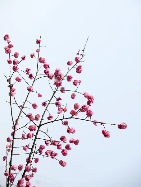 Plant — Stockfoto