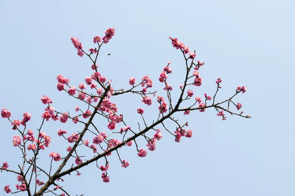 植物 — ストック写真