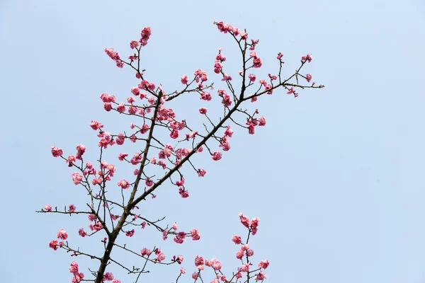 Planta — Foto de Stock