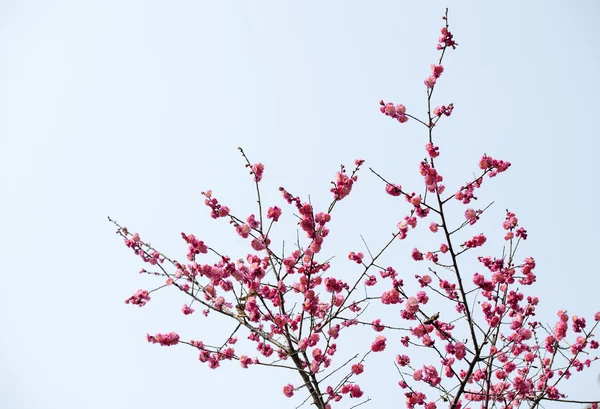 植物 — ストック写真