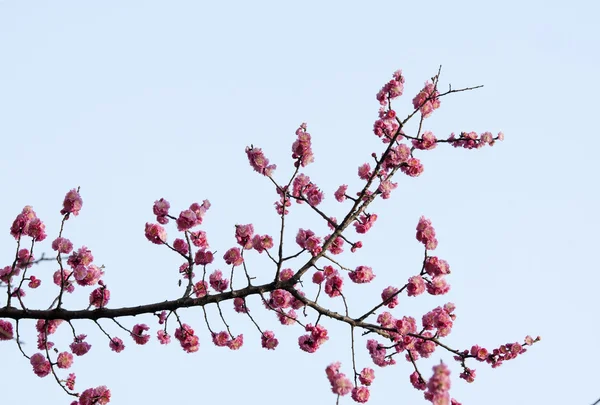 Plant — Stockfoto