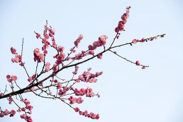 Plant — Stockfoto