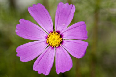 sevimli vahşi bitkiler