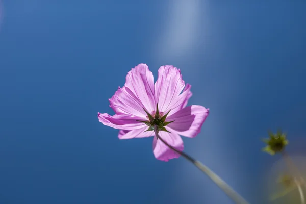 Fiore vegetale — Foto Stock