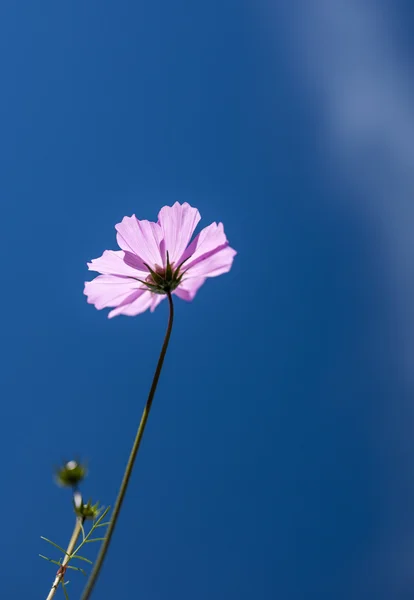 Fiore vegetale — Foto Stock