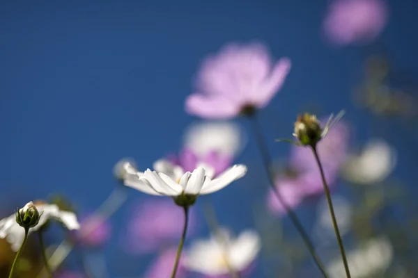 Pflanzblume — Stockfoto
