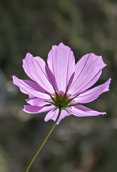 Kwiat roślina — Zdjęcie stockowe