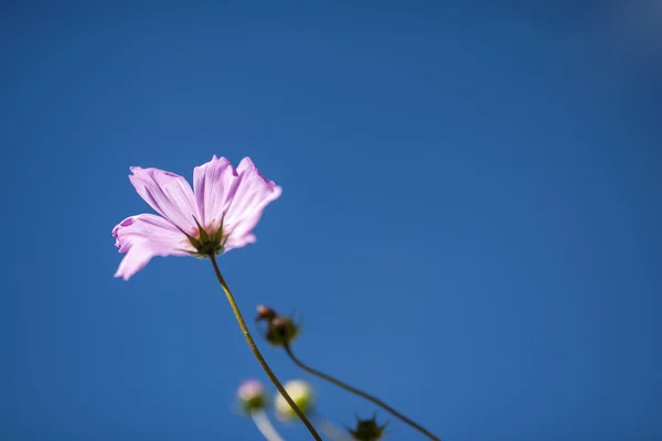 Növény virág — Stock Fotó