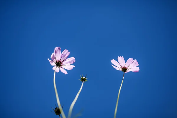 Fiore vegetale — Foto Stock