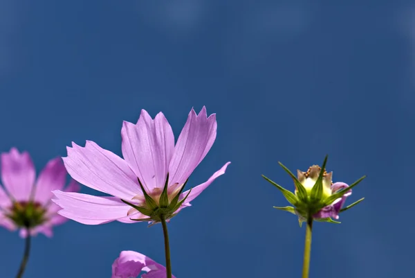 Fiore vegetale — Foto Stock