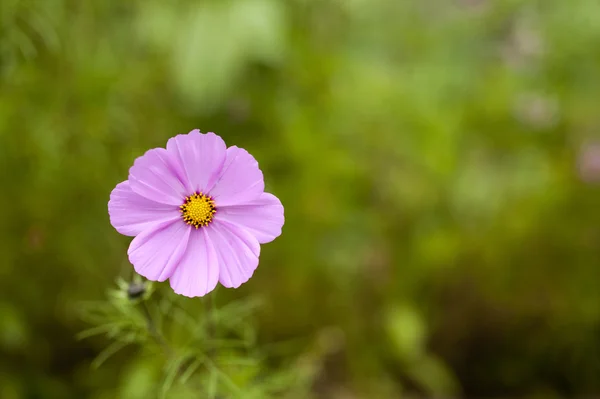 Fiore vegetale — Foto Stock