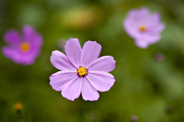 Flor vegetal — Fotografia de Stock