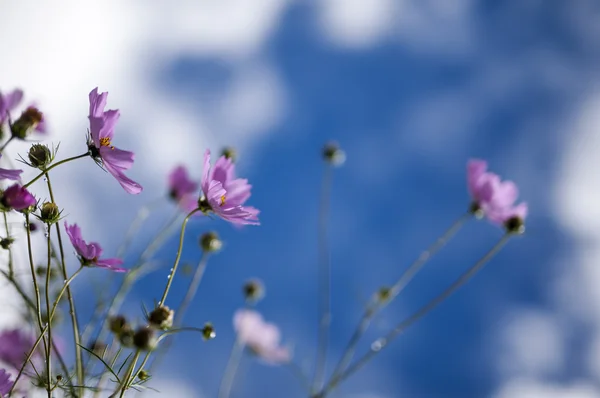 Fiore vegetale — Foto Stock