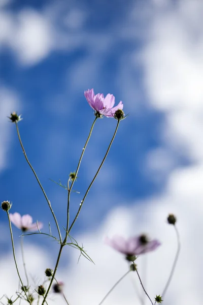 식물 꽃 — 스톡 사진